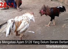 Tips Mengatasi Ayam S128 Yang Belum Berani Bertarung