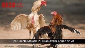Tips Simple Melatih Pukulan Ayam Aduan S128